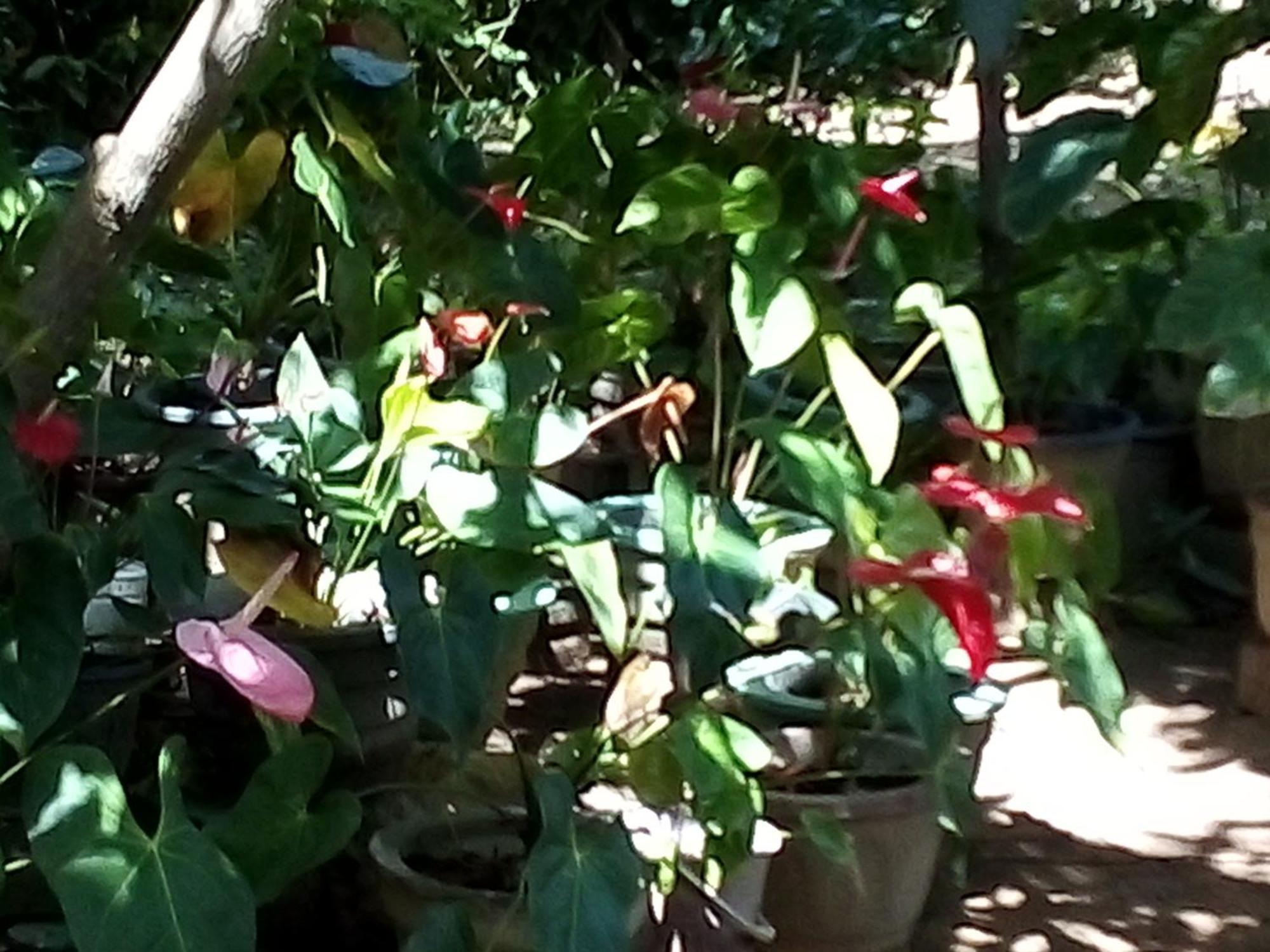 Bandula Home Stay Σιγκιρίγια Δωμάτιο φωτογραφία